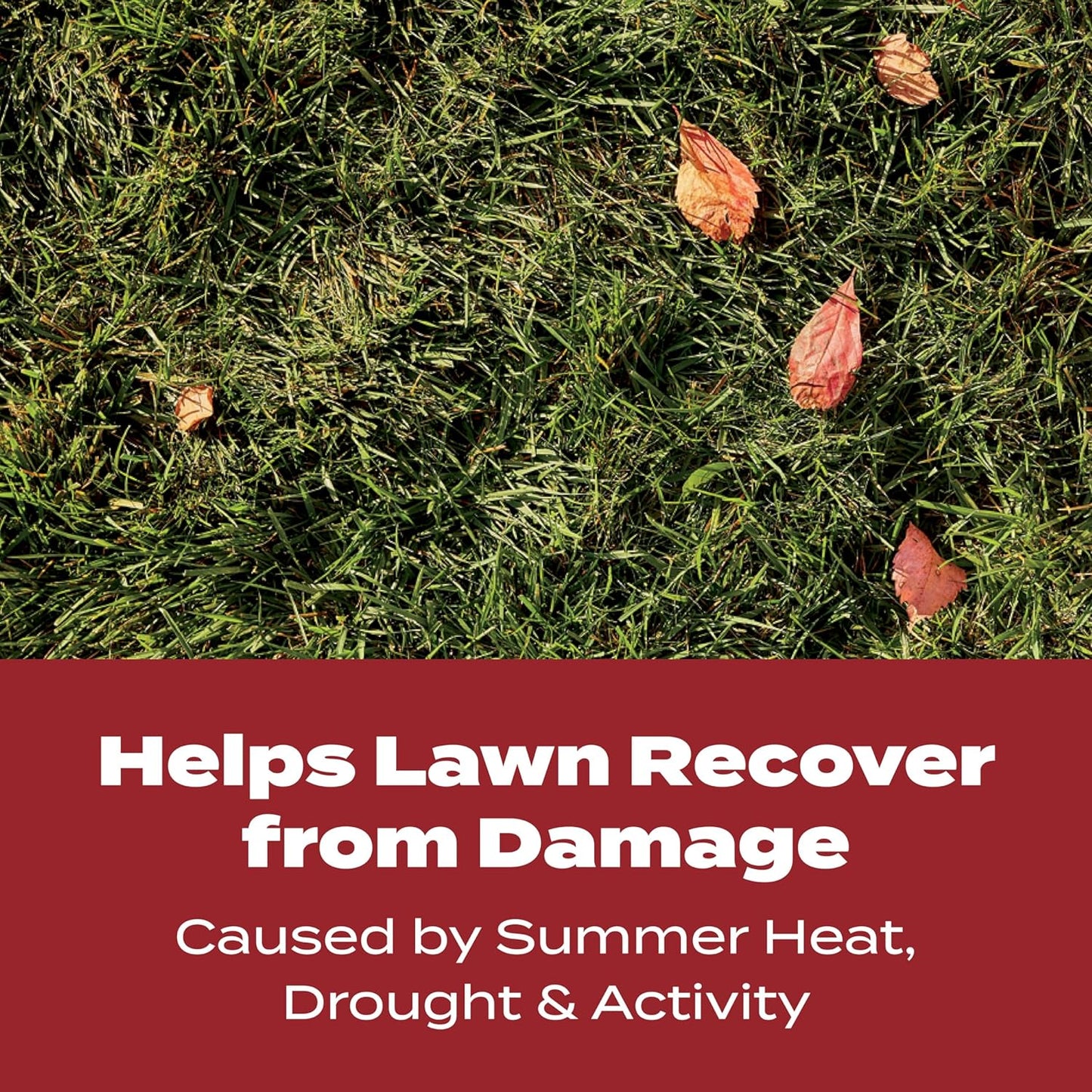 Turf Builder Winterguard Fall Lawn Fertilizer for All Grass Types, 5,000 Sq. Ft., 12.5 Lbs.